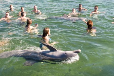 Swims with Dolphins